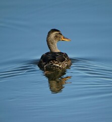 Fototapeta premium Duck on the blue water