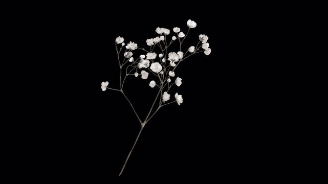 Delicate White Babys Breath Flowers on a Stark Black Background.