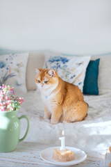 One-year-old ginger female cat wearing a pearl necklace sitting on a bed with a small meat cake and a candle shaped as number one. Cozy home birthday celebration, warm and tender pet moment.