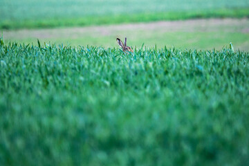 The European hare © Tomas Pikturna