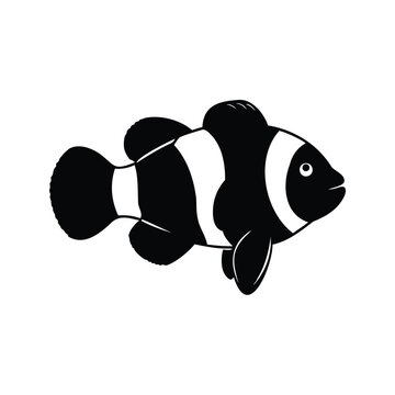 Black and white clown fish with fins and tail details silhouette vector illustration, clownfish silhouette vector illustration