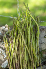 Fototapeta premium Bunch of Fresh Wild Green Asparagus Minimalist Natural Background