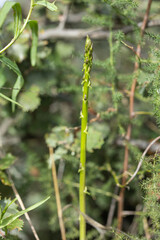 Wild Green Asparagus Macro with Soft Bokeh Background