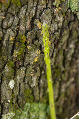 Wild Green Asparagus Macro with Soft Bokeh Background