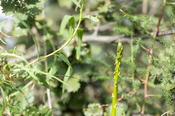 Naklejka premium Wild Green Asparagus Macro with Soft Bokeh Background