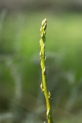 Wild Green Asparagus Macro with Soft Bokeh Background