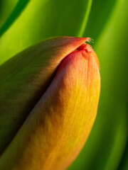 Tight Shot of Yellow and Pink Flower Bud Against a Green Background