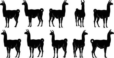 Black Silhouette Vector Set of South American Llama and Alpaca Farm Animals Standing in Various Poses Isolated on White Background © BIPUL