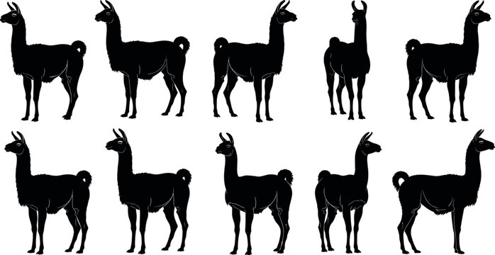 Black Silhouette Vector Set of South American Llama and Alpaca Farm Animals Standing in Various Poses Isolated on White Background