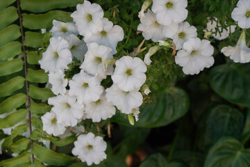 beautiful white mexican petunia flowers and green leaf on nature background, nature, copy space