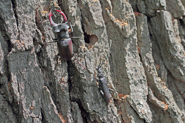 Two rare, protected, and endangered species of beetles. Stag Beetle, Lucanus cervus and Great capricorn beetle, Cerambyx cerdo. On the trunk of an old oak tree where the larvae of both developed.