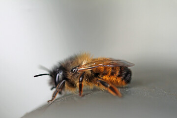The red mason bee is out too early and needs energy in the form of sugar syrup.
