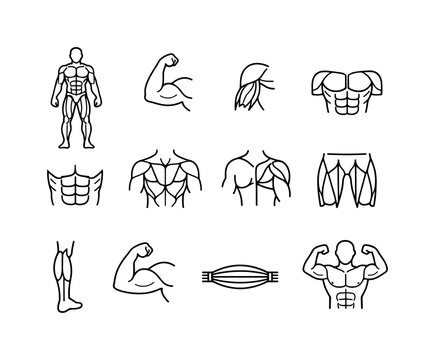 Muscular system. Line icon set of muscular system: full muscle body, biceps muscle, triceps muscle, chest muscles, abdominal muscles, back