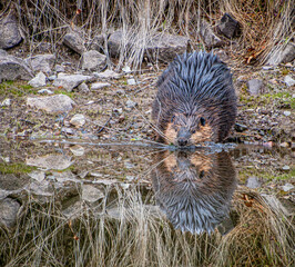 beaver with mouthful of sticks getting into water © SurfyArt