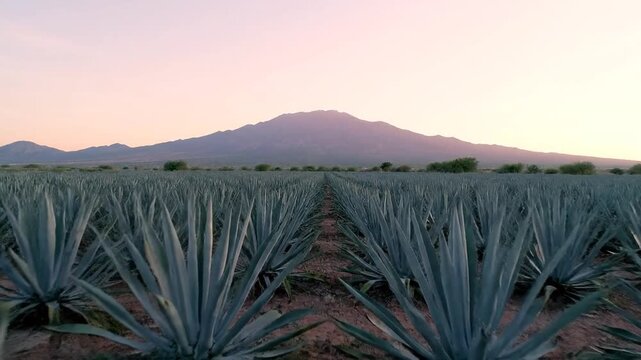 Agave field landscape with mountains at dawn or dusk