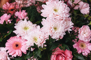 Fototapeta premium Pink chrysanthemum and gerbera bouquet closeup. Pale pink blooms with layered petals and soft texture. Fresh garden flowers arrangement with green leaves. Romantic floral composition background.
