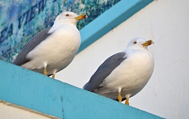Fototapeta premium Two seagulls perching on blue seawall enjoying coastal view
