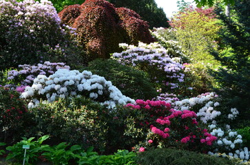 Kwitnące rododendrony i azalie w ogrodzie © Ewa