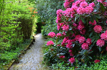 Brukowana ścieżka wśród kwitnących różaneczników © Ewa