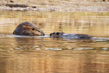 two beavers communicate in water © SurfyArt