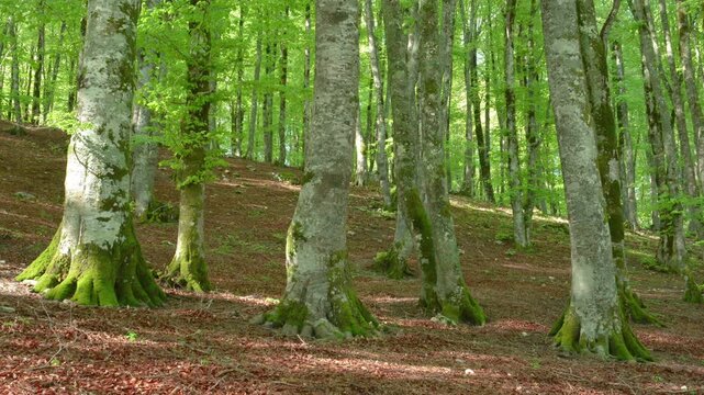 Luce del sole e ombre che danzano tra gli alti faggi in estate, time-lapse della natura.