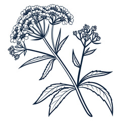 black and white boneset flower © MOHAMMADRIPON