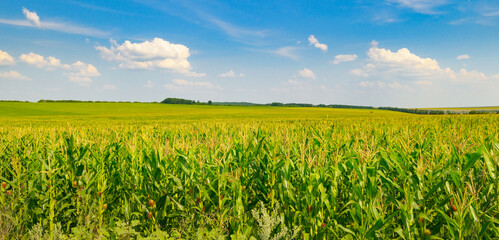 Endless green corn field under a bright blue sky with white clouds