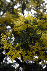 Obraz premium Blooming Mimosa tree with bright yellow flowers in spring