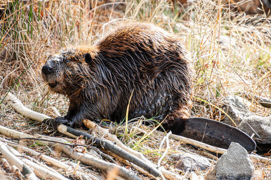 large beaver with orange teeth working on a log