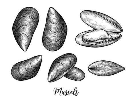 Mussels in engraved style with open and closed shells