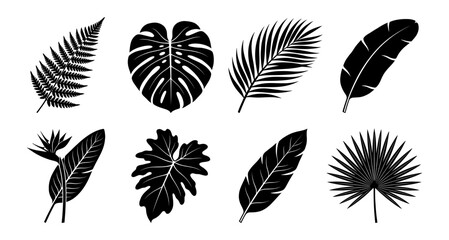 Tropical leaves silhouettes set with monstera and palm