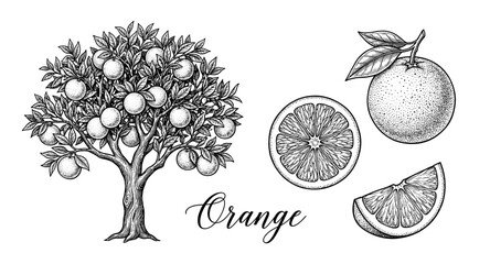 Orange tree and fruit in vintage engraving style