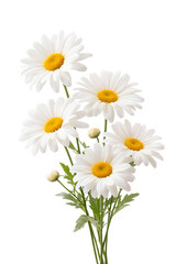 Fototapeta premium White Daisy Flowers Isolated on Clean Background, Minimal Botanical Composition with Soft Natural Lighting, Elegant Floral Stock Image.
