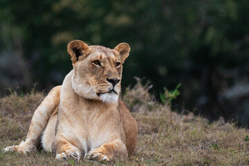 lioness in the grass © Yuxiao