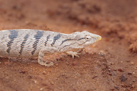Brazilian Big Lizard. This animal is very rare in Brazilian forests