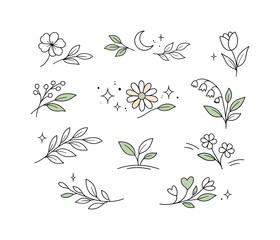 Botanical line elements. Thin plant outlines, soft organic curves and minimal floral icons placed in a clear composition. Elegant and natural