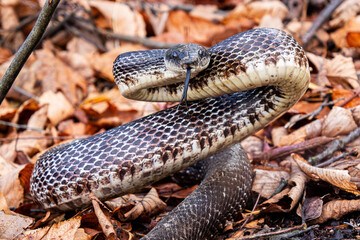 Fototapeta premium black rat snake subadult defensive lifted coiled stance with tongue out and vivid pattern close-up