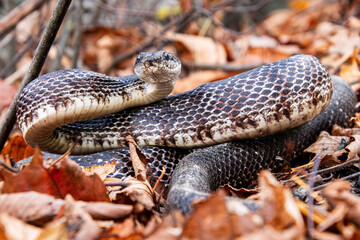 Fototapeta premium black rat snake subadult defensive lifted coiled stance with vivid pattern close-up