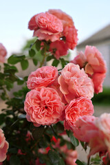 Fototapeta premium a coral rose bush outside