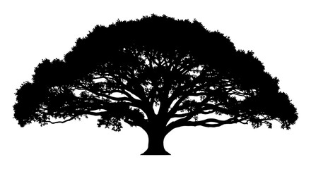 Fototapeta premium Large Tree Silhouette Isolated White.