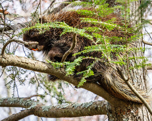 porcupine in a hemlock tree watching with teeth and claws