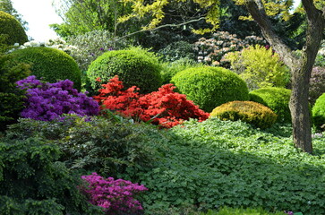 Kwitnące różaneczniki w ogrodzie arboretum © Ewa