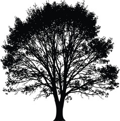 Obraz premium Majestic tree with lush foliage and sprawling branches standing tall against a crisp white background symbolizing nature and serenity in a simple yet striking silhouette.