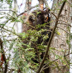 porcupine in a hemlock tree watching with teeth and claws