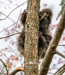 porcupine in a tree watching with teeth and claws