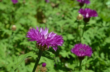 Chaber białawy w zbliżeniu © Ewa