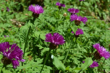 Chaber białawy w ogrodzie © Ewa