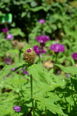 Chaber białawy -pąk kwiatu