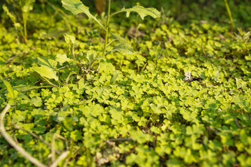 Obraz premium Lush green clover patch bathed in warm sunlight on a spring day