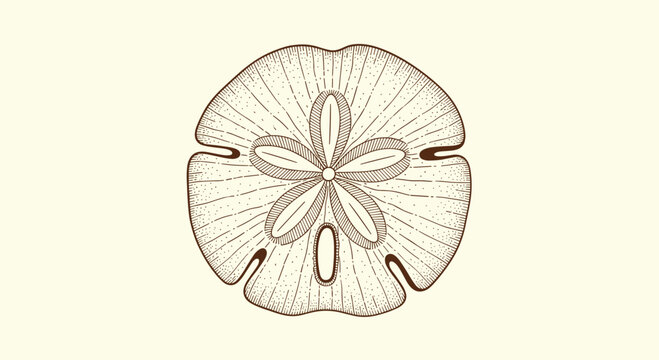 Vintage style etched drawing of a sand dollar sea urchin shell featuring its characteristic central star pattern and fine details.